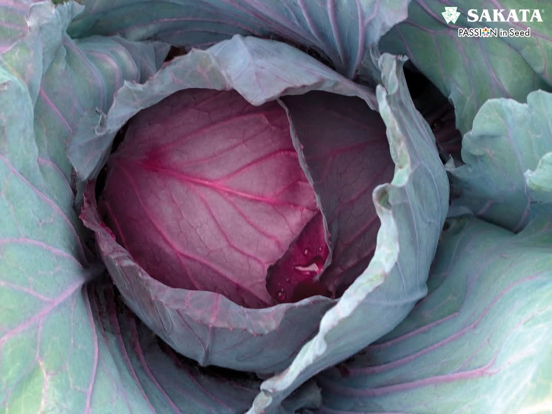 Red Jewel F1 Hybrid Cabbage  (Sakata) - Farmers Stop
