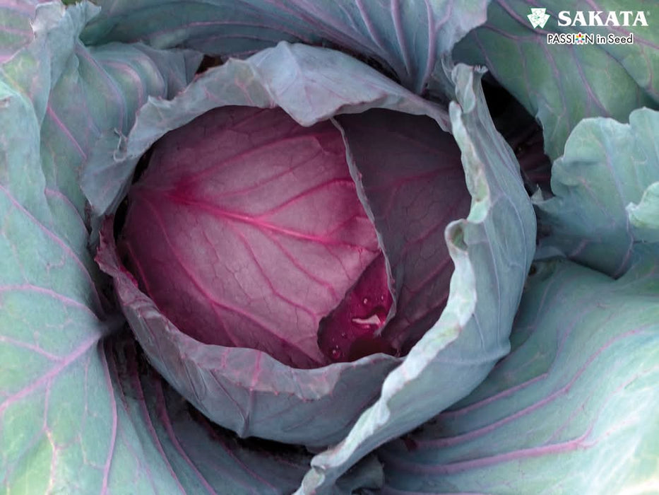 Red Jewel F1 Hybrid Cabbage  (Sakata)