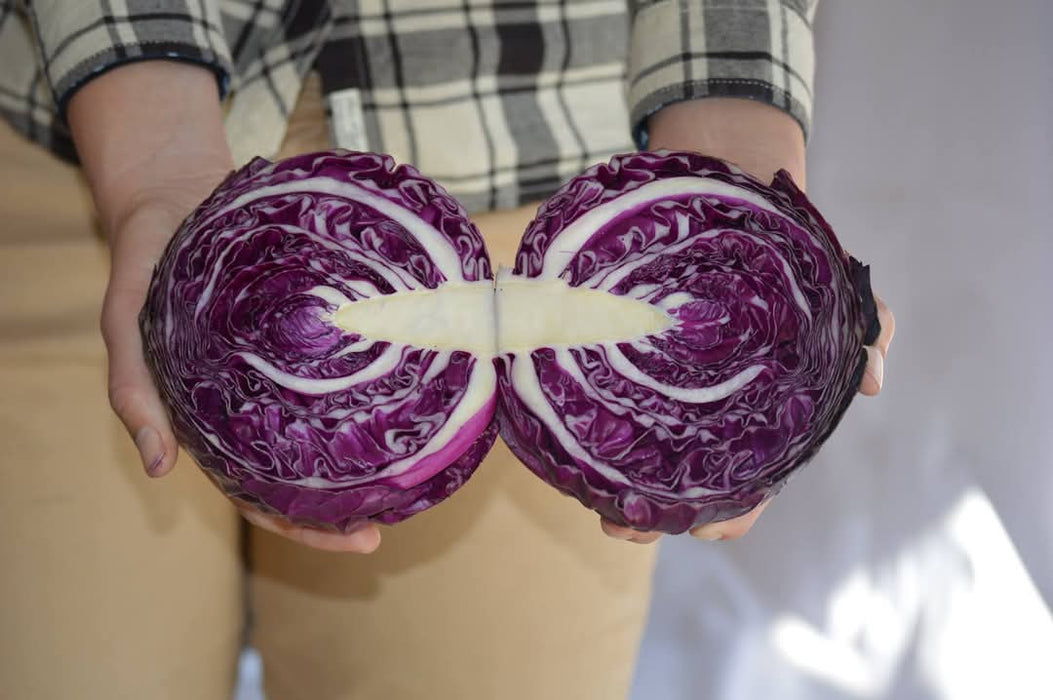 Red Jewel F1 Hybrid Cabbage  (Sakata)