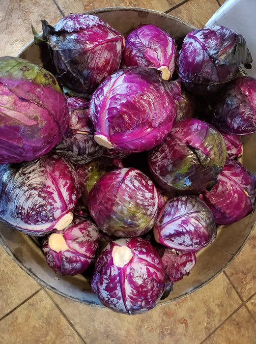 Red Jewel F1 Hybrid Cabbage  (Sakata)