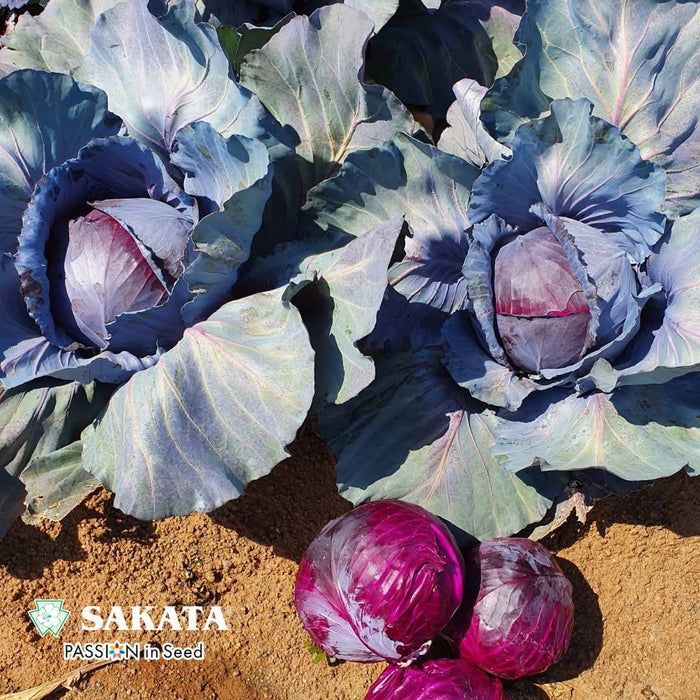 Red Jewel F1 Hybrid Cabbage  (Sakata)