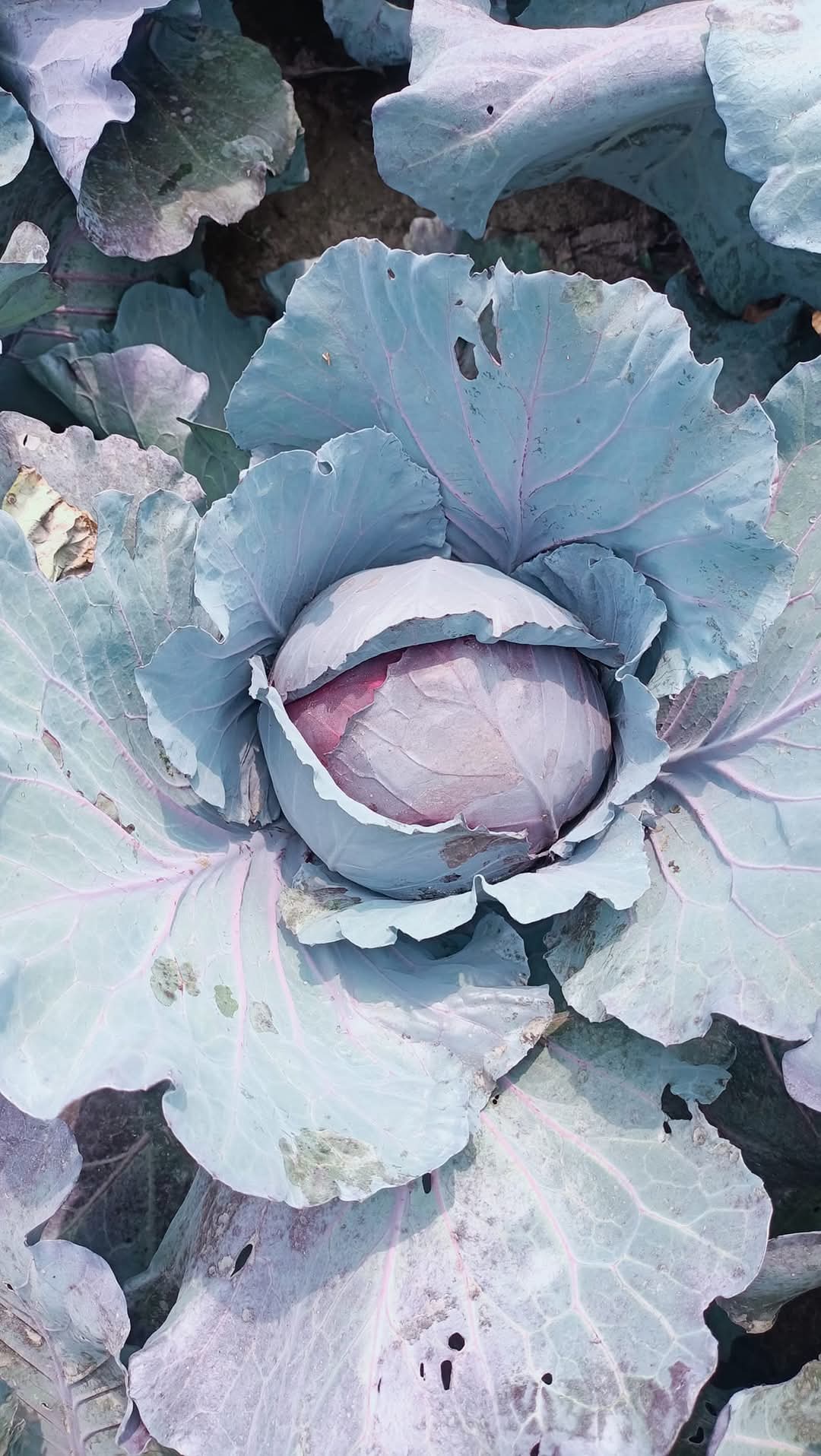 Red Jewel F1 Hybrid Cabbage  (Sakata) - Farmers Stop
