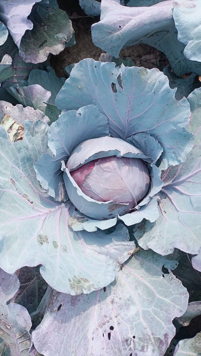 Red Jewel F1 Hybrid Cabbage  (Sakata)