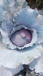 Red Jewel F1 Hybrid Cabbage  (Sakata) - Farmers Stop