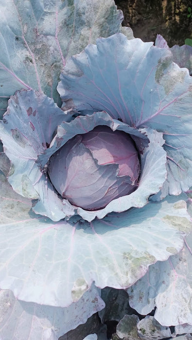 Red Jewel F1 Hybrid Cabbage  (Sakata)