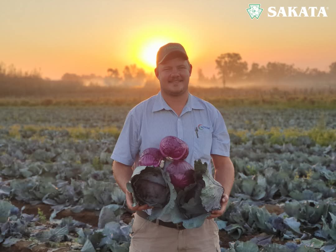 Red Jewel F1 Hybrid Cabbage  (Sakata) - Farmers Stop