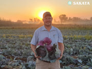 Red Jewel F1 Hybrid Cabbage  (Sakata) - Farmers Stop