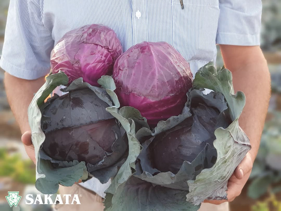 Red Jewel F1 Hybrid Cabbage  (Sakata)