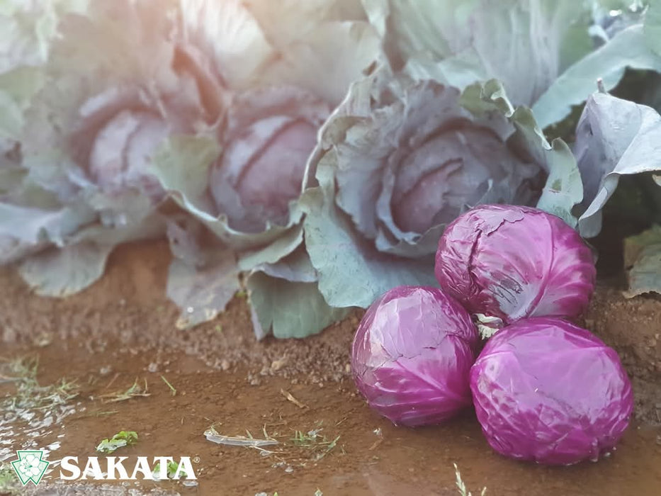 Red Jewel F1 Hybrid Cabbage  (Sakata)