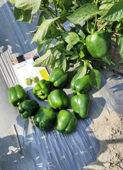 Nemalite F1 Hybrid Green to Red Blocky Pepper (Enza Zaden) - Farmers Stop