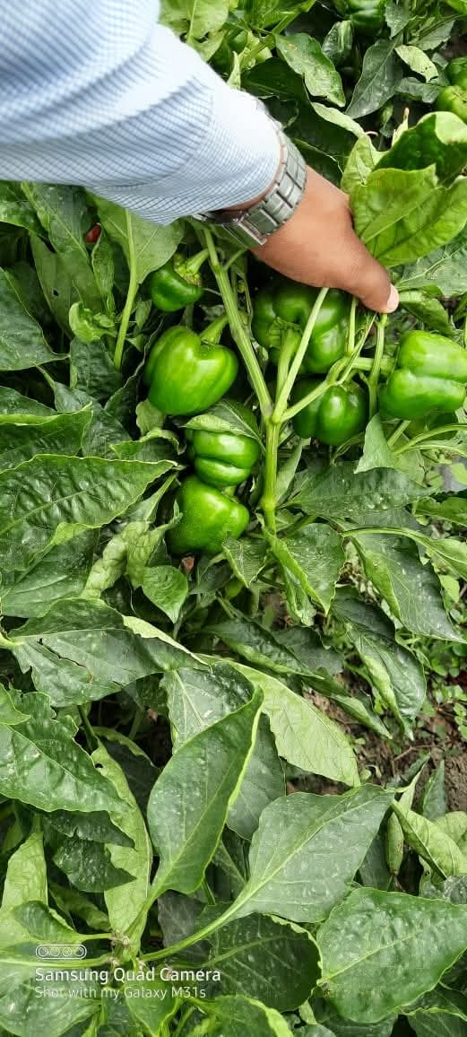 Nemalite F1 Hybrid Green to Red Blocky Pepper (Enza Zaden) - Farmers Stop