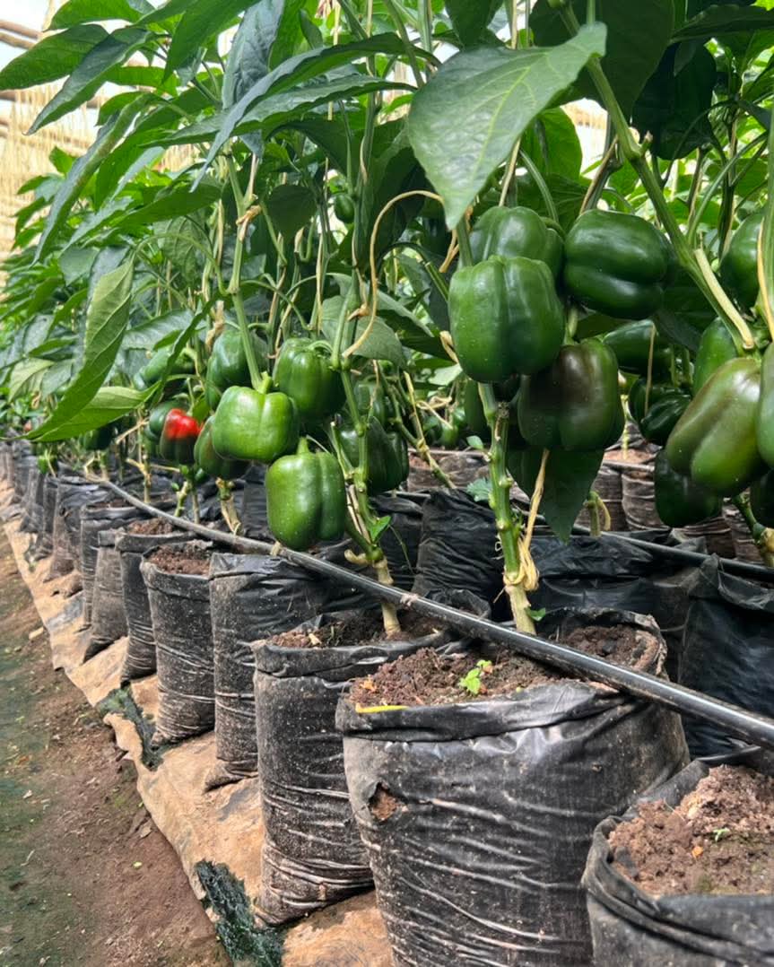 Nemalite F1 Hybrid Green to Red Blocky Pepper (Enza Zaden) - Farmers Stop