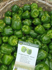 Nemalite F1 Hybrid Green to Red Blocky Pepper (Enza Zaden) - Farmers Stop
