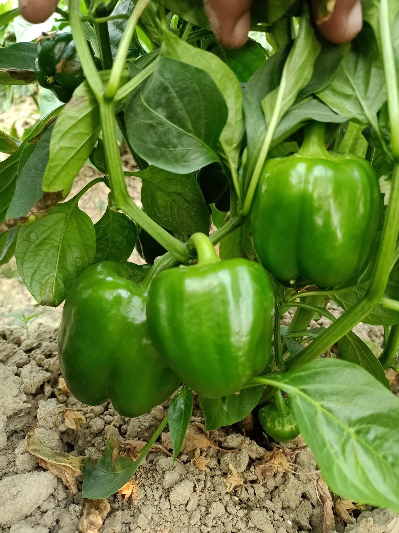 Nemalite F1 Hybrid Green to Red Blocky Pepper (Enza Zaden) - Farmers Stop