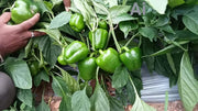 Nemalite F1 Hybrid Green to Red Blocky Pepper (Enza Zaden) - Farmers Stop
