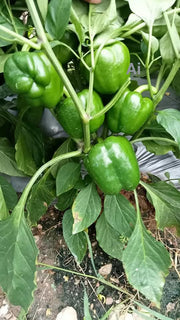 Nemalite F1 Hybrid Green to Red Blocky Pepper (Enza Zaden) - Farmers Stop