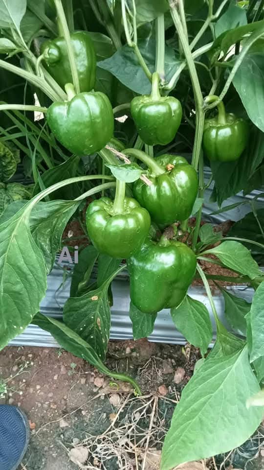 Nemalite F1 Hybrid Green to Red Blocky Pepper (Enza Zaden) - Farmers Stop