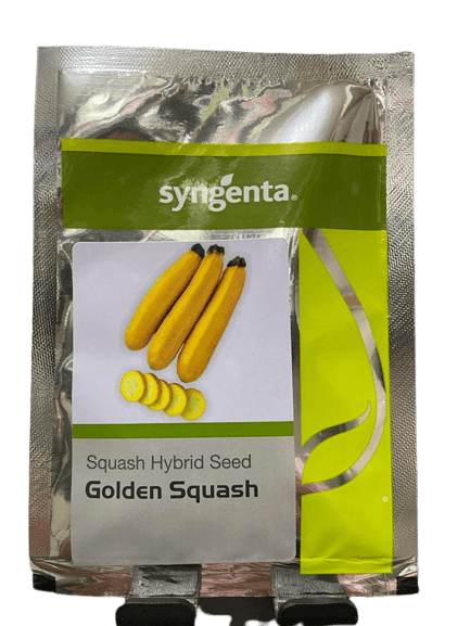 Golden Squash F1 Hybrid Squash/Zucchini (Syngenta )