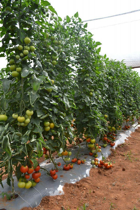 HILLTOM (TIR 1621) F1 Hybrid Tomato (Tropica Seeds) - Farmers Stop