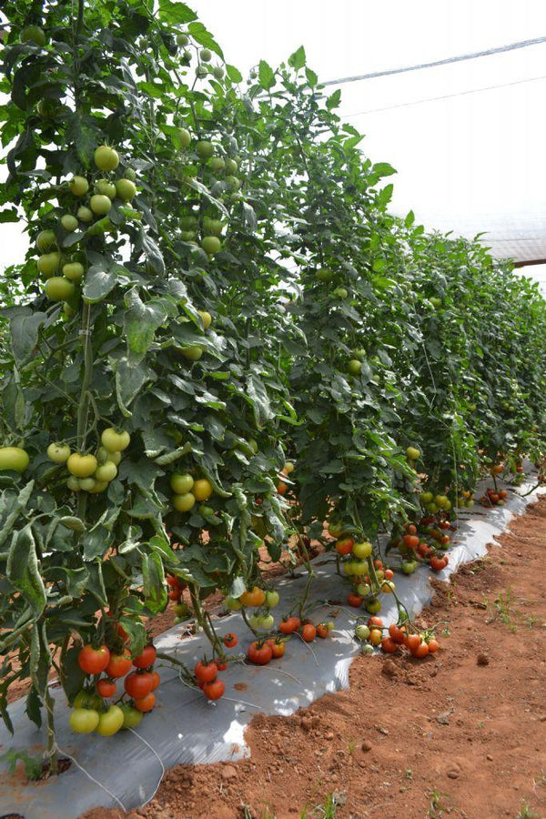 HILLTOM (TIR 1621) F1 Hybrid Tomato (Tropica Seeds) - Farmers Stop