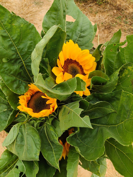 Ornamental Sunflower Hybrid - Cut Flower Mix (Garden Festival)