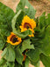 Ornamental Sunflower Hybrid - Cut Flower Mix (Garden Festival) - Farmers Stop