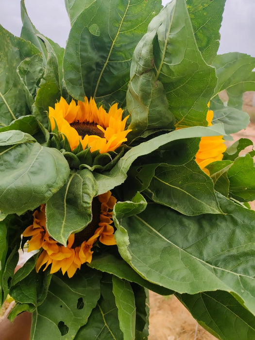 Ornamental Sunflower Hybrid - Cut Flower Mix (Garden Festival) - Farmers Stop