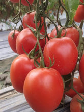 PRECIOUS F1 Hybrid Tomato - Wilt Resistant (Known You Seeds) - Farmers Stop