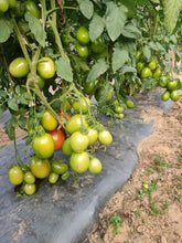 PRECIOUS F1 Hybrid Tomato - Wilt Resistant (Known You Seeds) - Farmers Stop