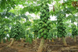 Red Baby Hybrid F1 Papaya (Known You Seeds - Taiwan) - Farmers Stop