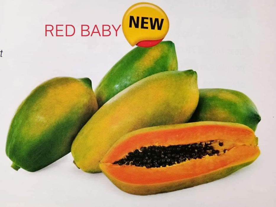 Red Baby Hybrid F1 Papaya (Known You Seeds - Taiwan)