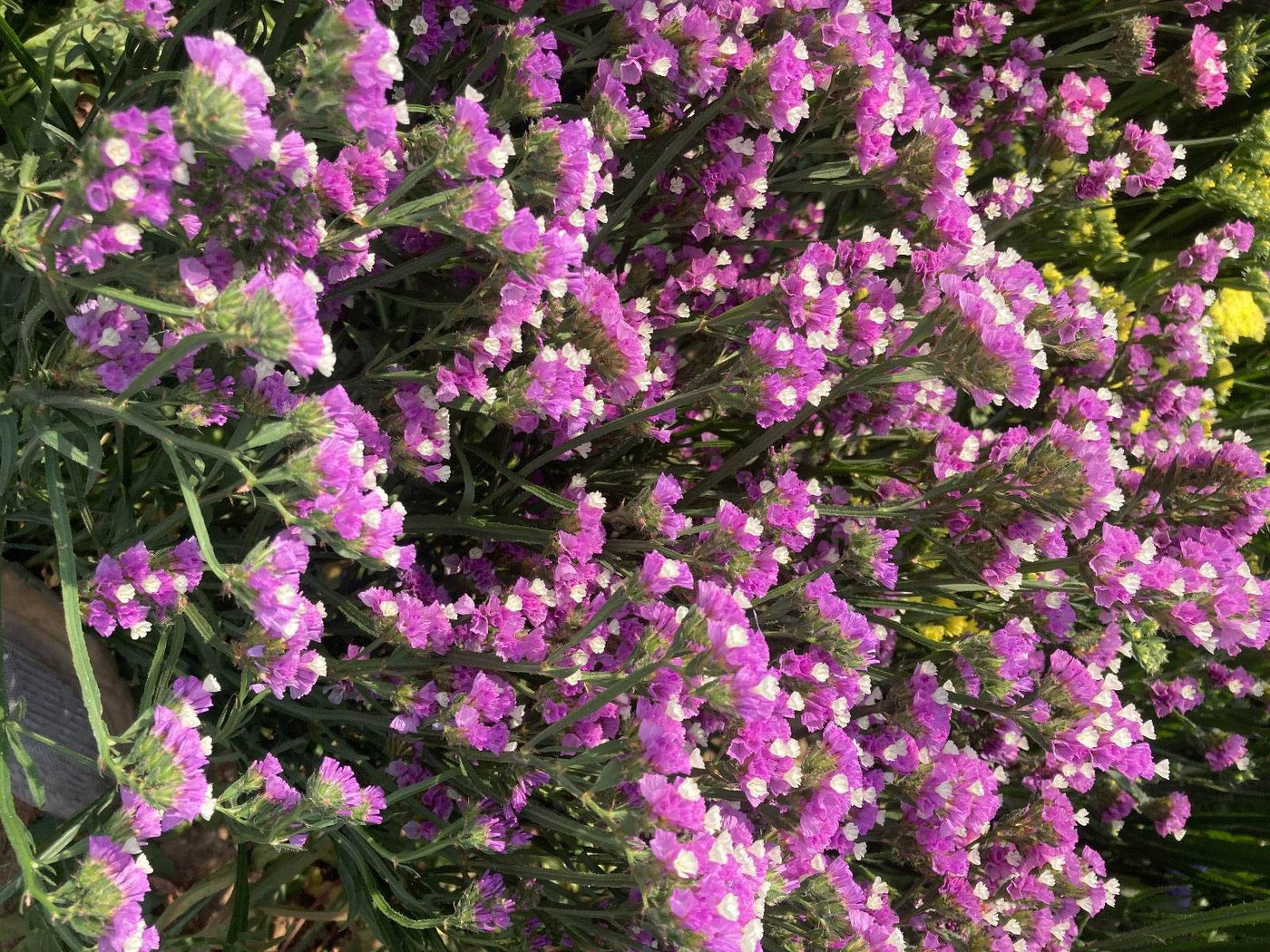 Static Limonium Pacific Mix (Garden Festival's) - Farmers Stop