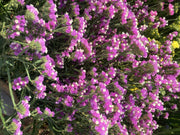 Static Limonium Pacific Mix (Garden Festival's) - Farmers Stop