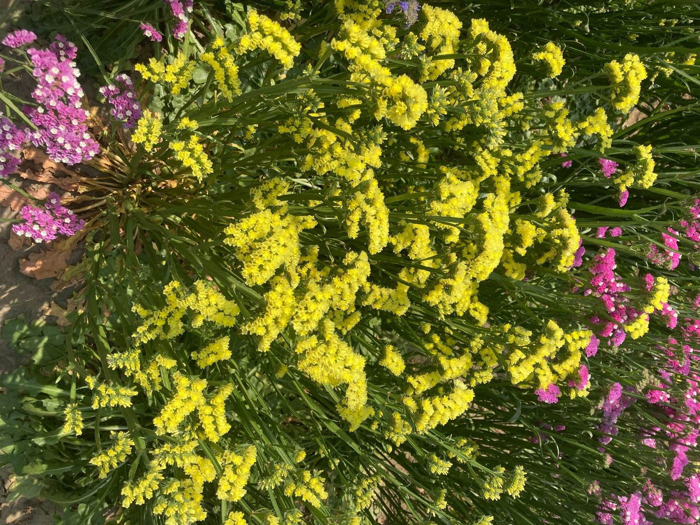 Static Limonium Pacific Mix (Garden Festival's) - Farmers Stop