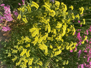 Static Limonium Pacific Mix (Garden Festival's) - Farmers Stop