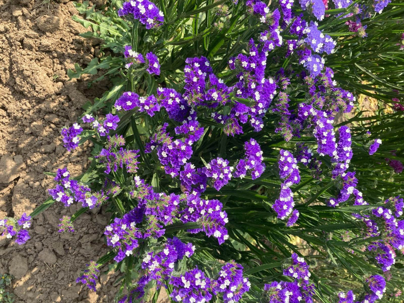 Static Limonium Pacific Mix (Garden Festival's) - Farmers Stop