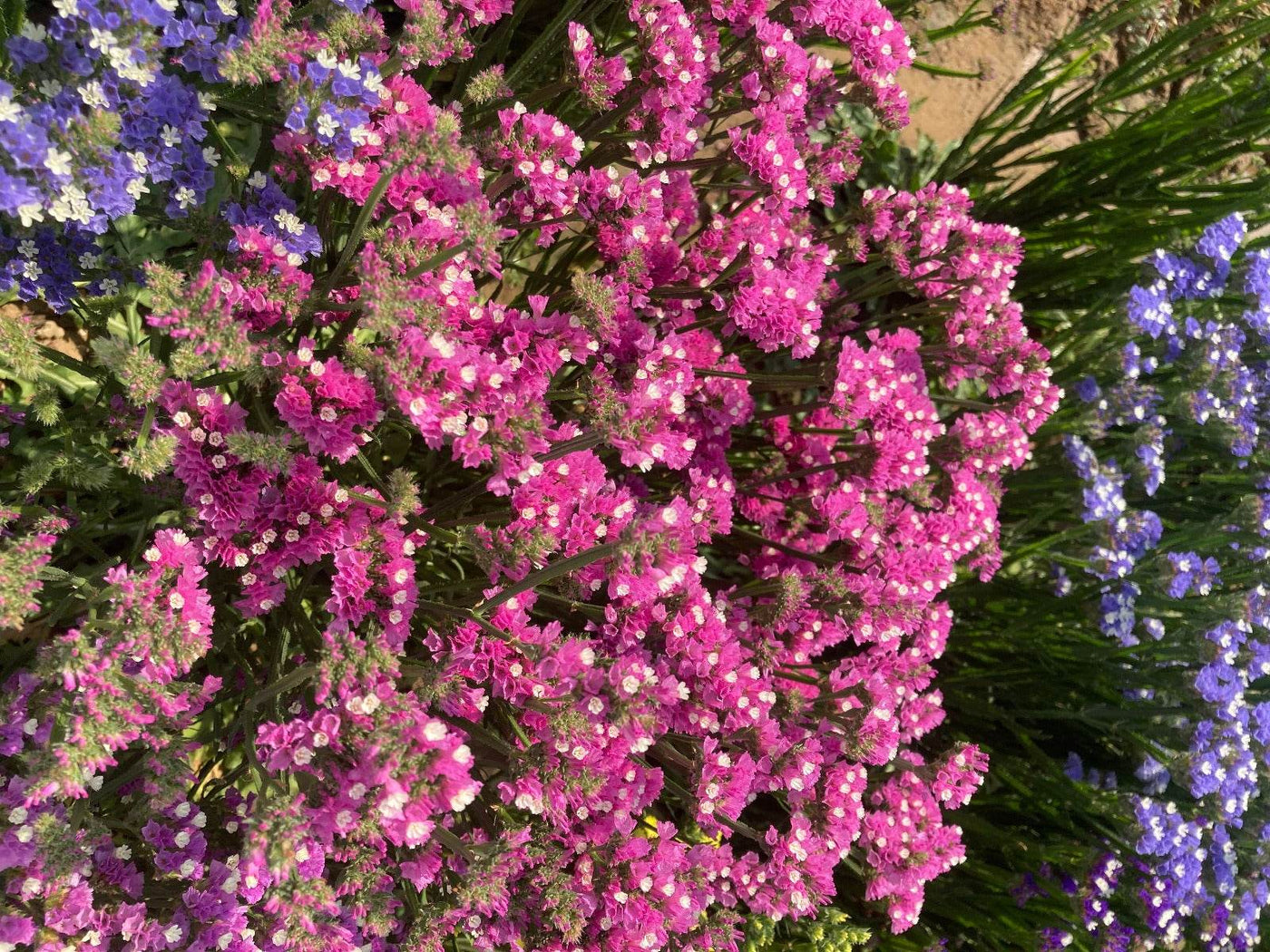 Static Limonium Pacific Mix (Garden Festival's) - Farmers Stop