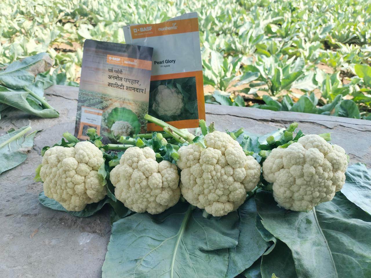 Pearl Glory F1 Hybrid Cauliflower (BASF-Nunhems) - Farmers Stop