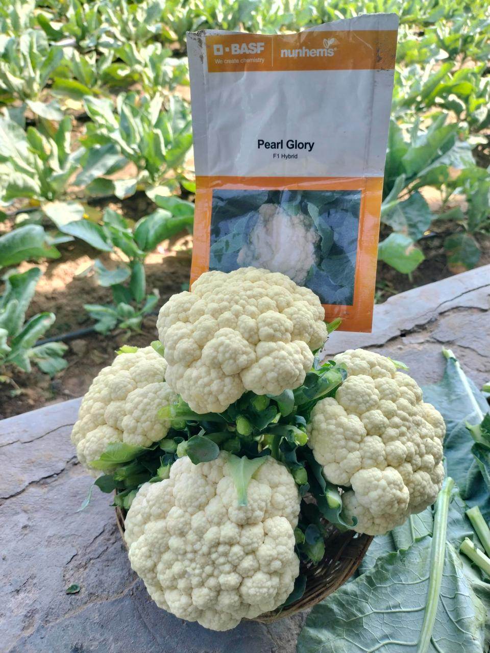Pearl Glory F1 Hybrid Cauliflower (BASF-Nunhems) - Farmers Stop
