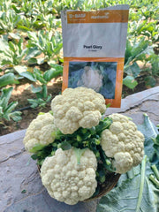 Pearl Glory F1 Hybrid Cauliflower (BASF-Nunhems) - Farmers Stop