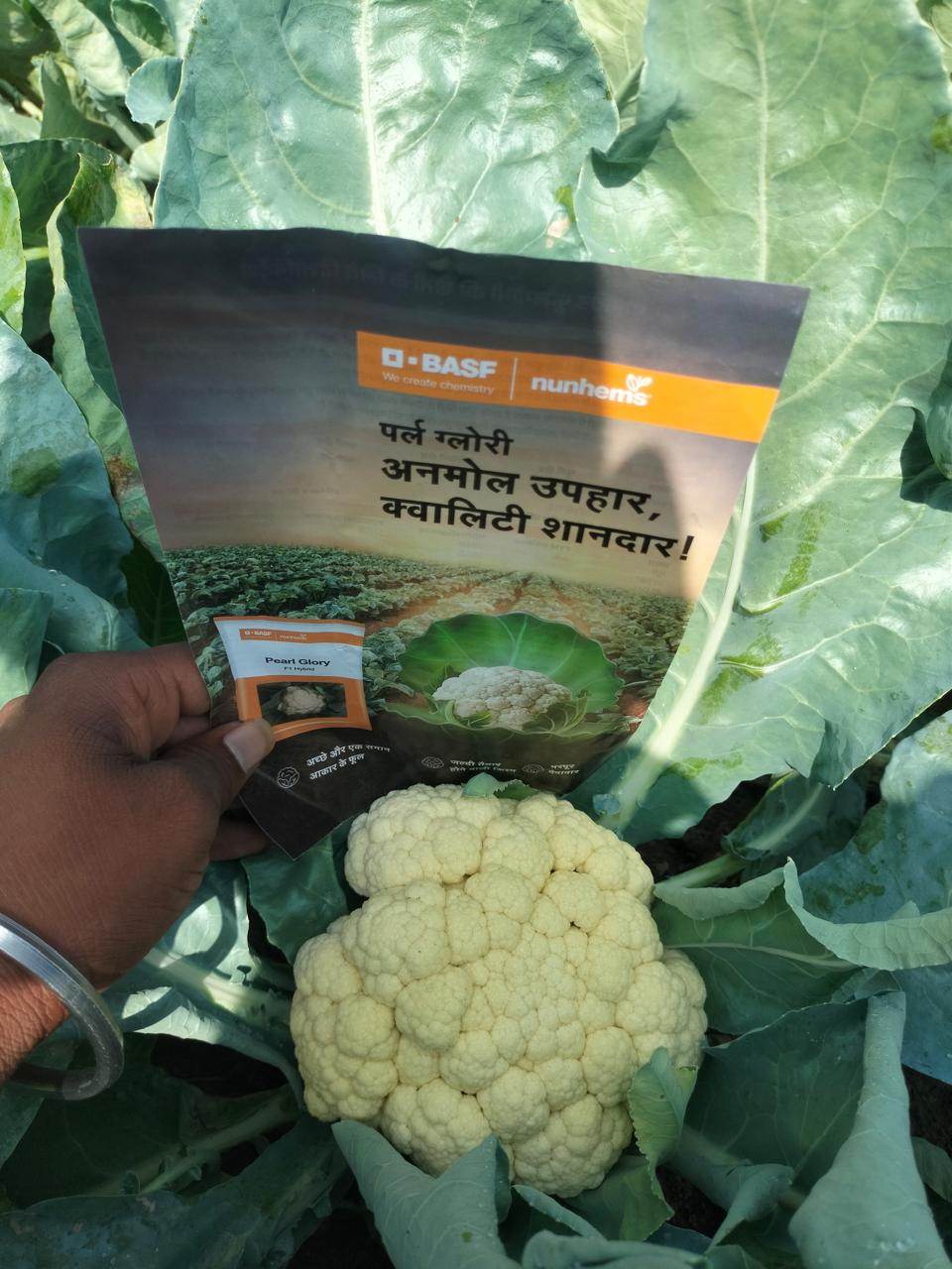 Pearl Glory F1 Hybrid Cauliflower (BASF-Nunhems) - Farmers Stop