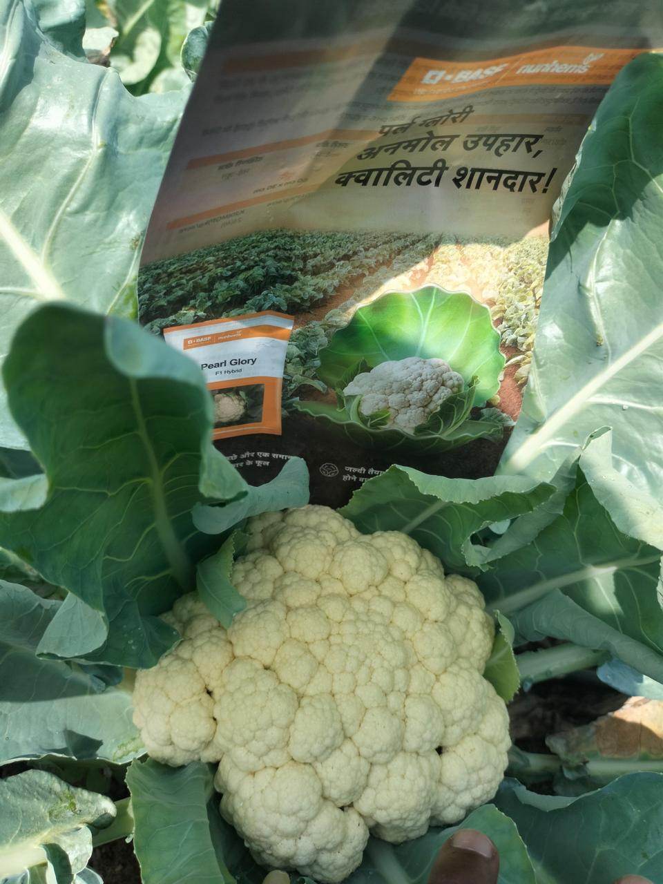 Pearl Glory F1 Hybrid Cauliflower (BASF-Nunhems) - Farmers Stop