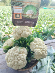 Pearl Glory F1 Hybrid Cauliflower (BASF-Nunhems) - Farmers Stop