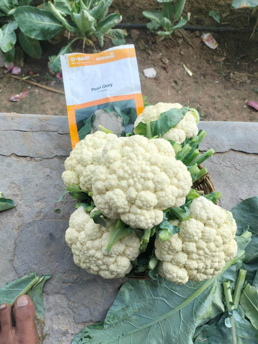 Pearl Glory F1 Hybrid Cauliflower (BASF-Nunhems)