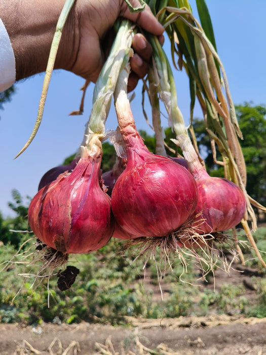 Fursungi Gold Plus Pusa Red Onion Seeds (Morya Agro Seeds) - Farmers Stop