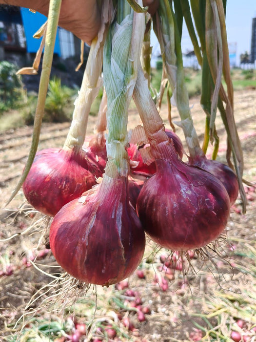 Fursungi Gold Plus Pusa Red Onion Seeds (Morya Agro Seeds) - Farmers Stop