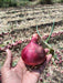 Fursungi Gold Plus Pusa Red Onion Seeds (Morya Agro Seeds) - Farmers Stop