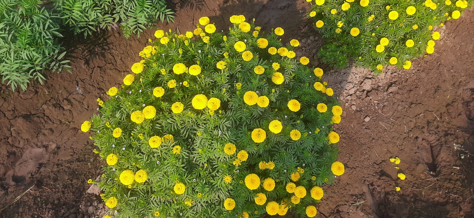 YellowStone F1 Hybrid Yellow Marigold (Konico Seed's)
