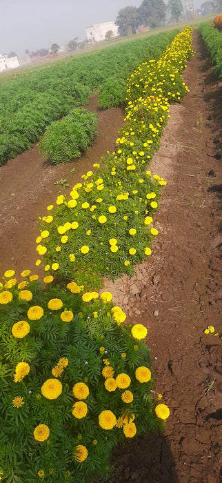 YellowStone F1 Hybrid Yellow Marigold (Konico Seed's)