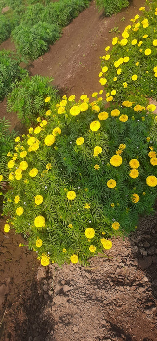 YellowStone F1 Hybrid Yellow Marigold (Konico Seed's)
